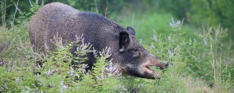 野猪是几级保护动物