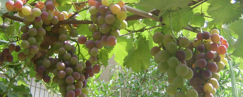 葡萄从发芽到结果的过程