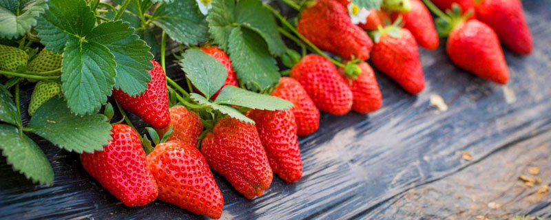 草莓裸根苗的栽植方法