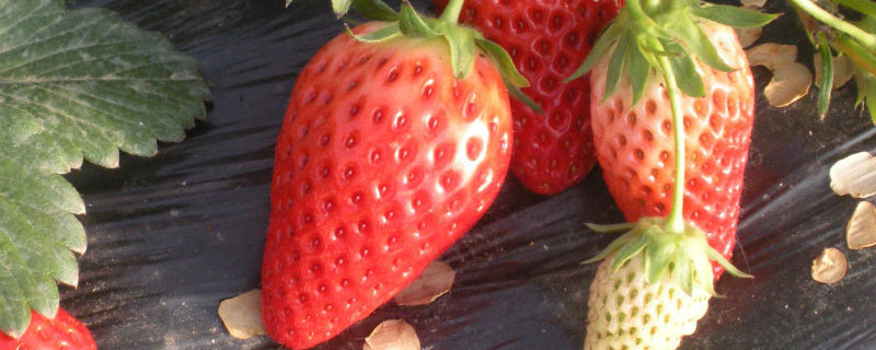 草莓没成熟的时候是什么颜色的