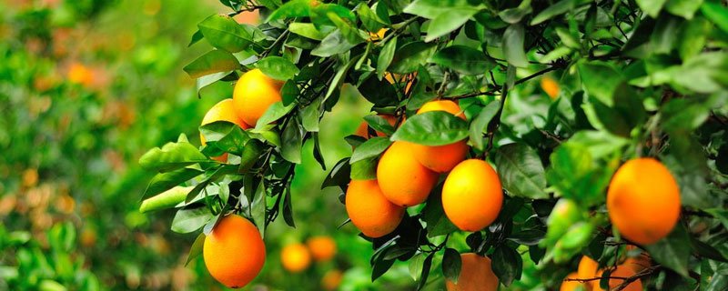 脐橙每亩种多少棵
