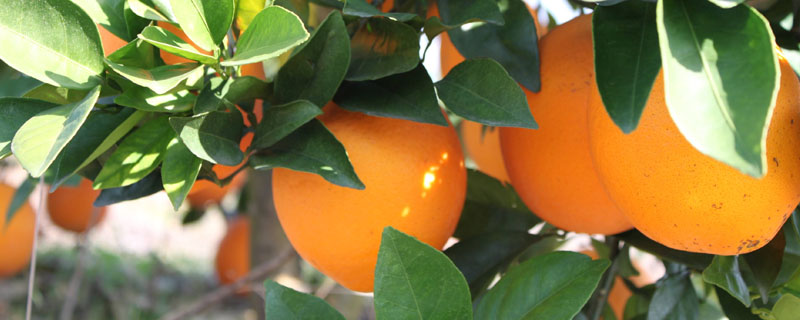 脐橙全年施肥时间表