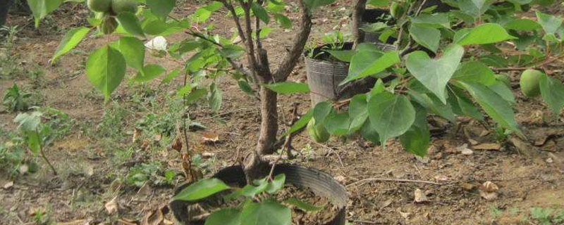 杏树盆栽的种植方法