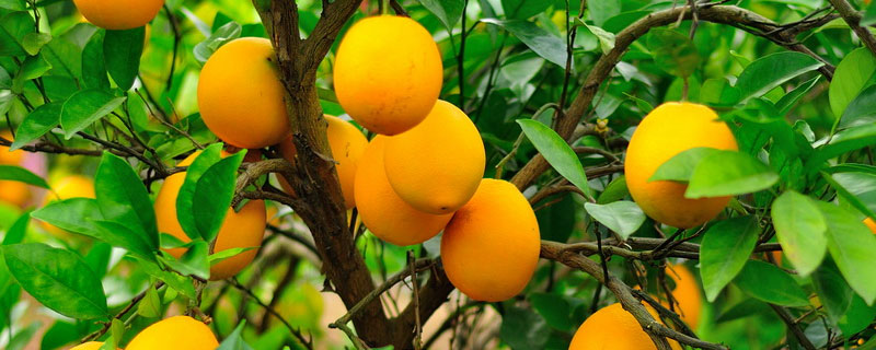 脐橙在安徽可以种植吗