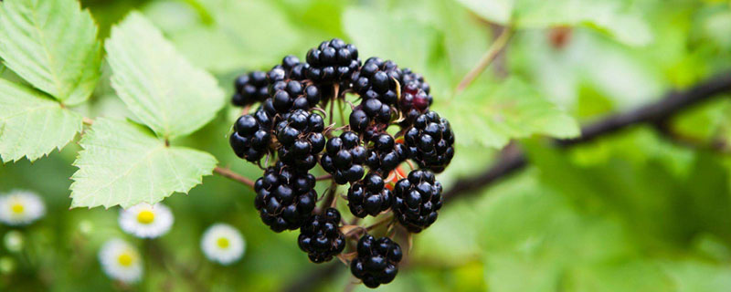 黑莓种植技术和管理