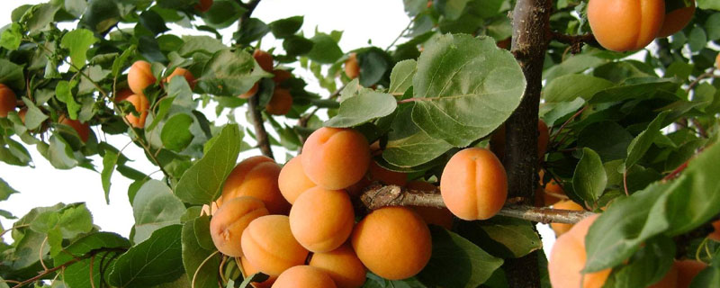 杏树和桃树有什么区别