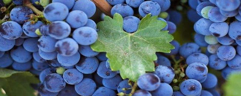 蓝莓表面的白霜是什么