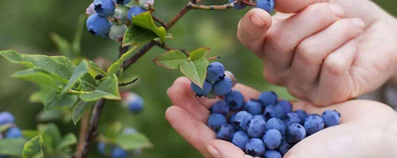 蓝莓在北方可以种外面吗