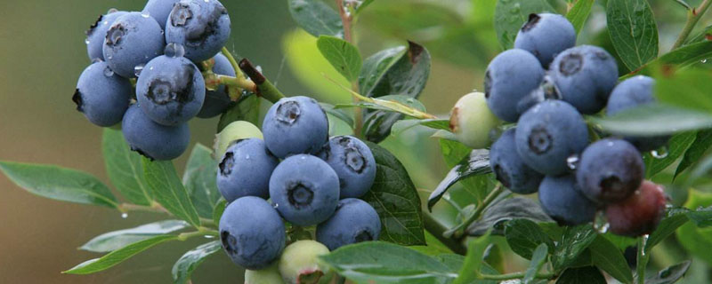 蓝莓开花结果时间
