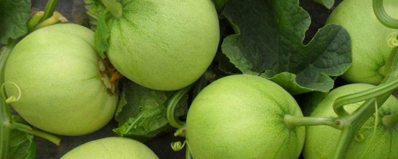 香瓜高产种植管理技术