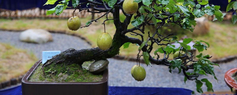 梨树盆景栽培技术