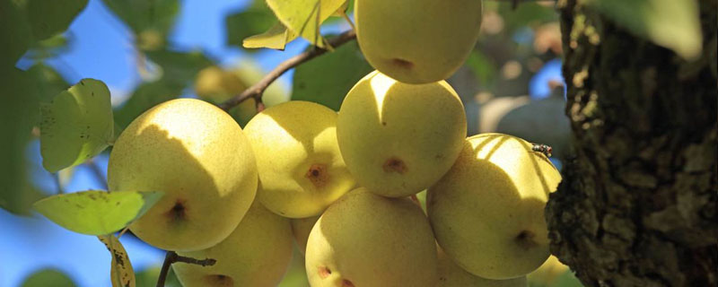 梨树亩产量一般多少斤