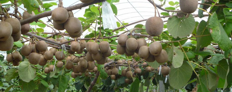 猕猴桃种植技术与管理