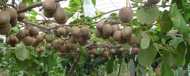 猕猴桃从种子开始要多久才能结果