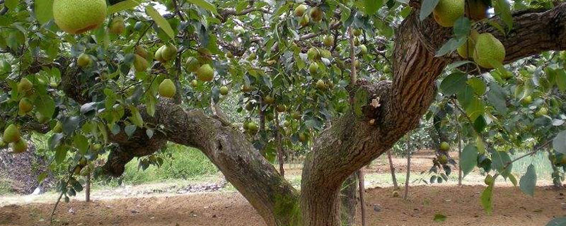 梨树枯枝病的防治