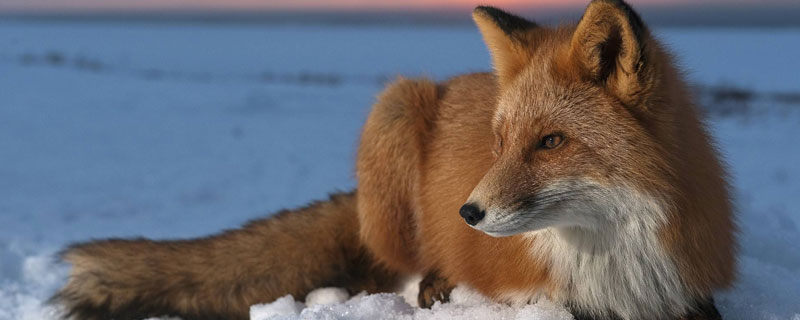 狐狸的克星是什么动物