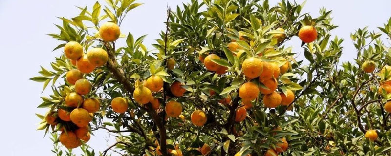 柑桔橙的种类
