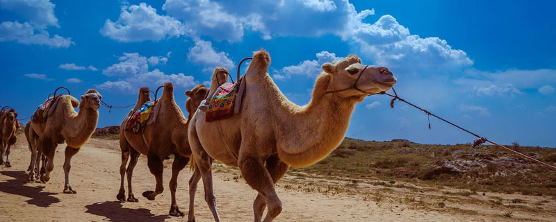 骆驼为什么不迷路