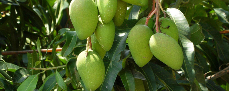 芒果安徽可以种植吗