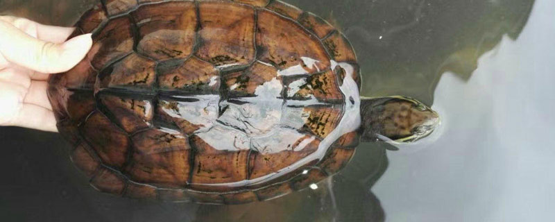 南石龟可以深水养吗
