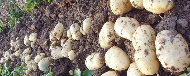 土豆靠什么传播种子