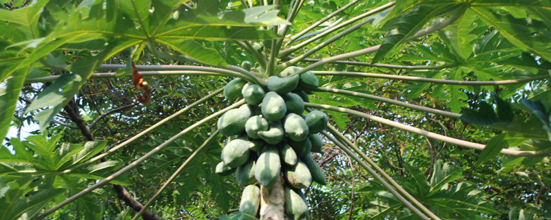 木瓜播种的方法和温度
