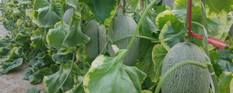 哈密瓜从种植到成熟要几个月