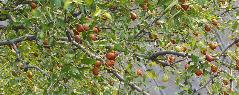 枣树每亩种多少棵
