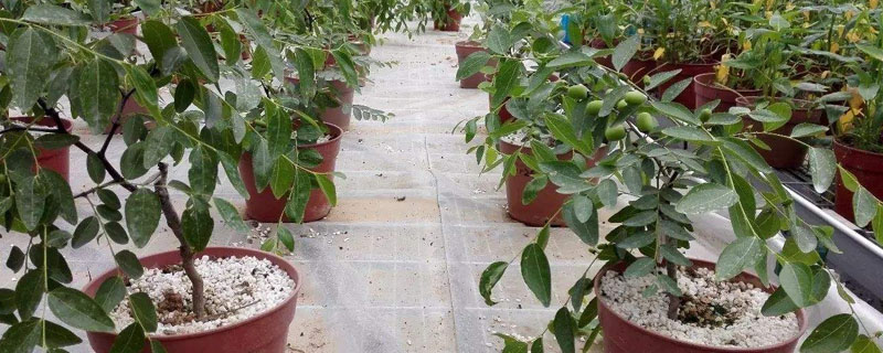 枣树盆栽种植方法