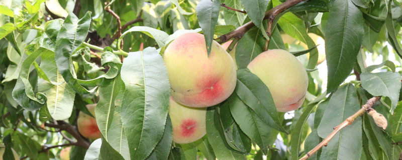 桃树特征和生活环境