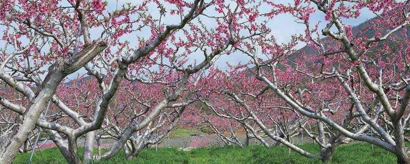 桃树每棵产量