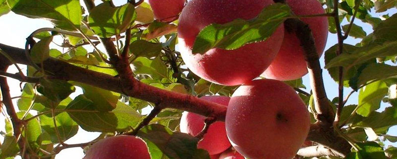 苹果树压枝的季节和方法