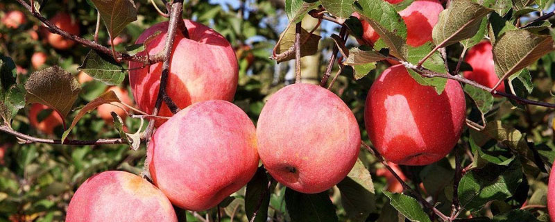 苹果树从种子到结果的过程