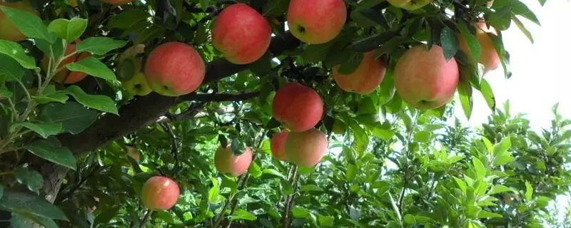 苹果树在广东能生长吗