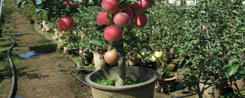 苹果树盆栽怎么养