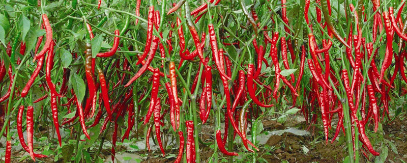 辣椒从播种到结果要多长时间