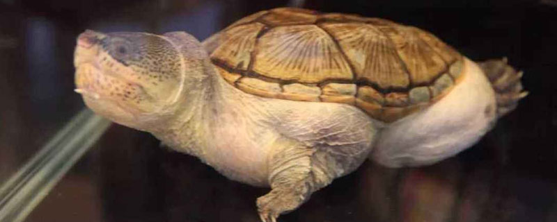 墨蛋龟能长多大