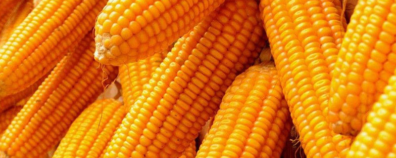 九圣禾2468玉米种产量