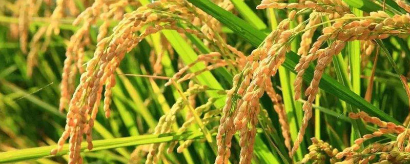 绥粳27水稻品种