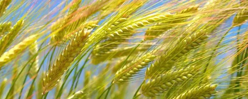 小麦按播种季节可分为