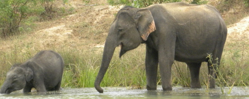 大象是保护动物吗