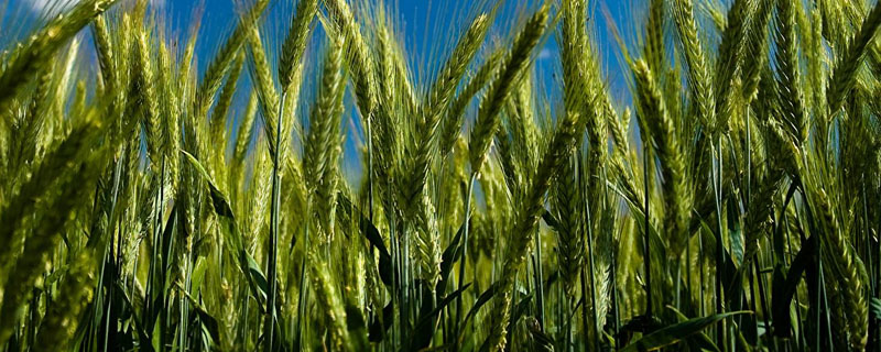 小麦从发芽到成熟的过程
