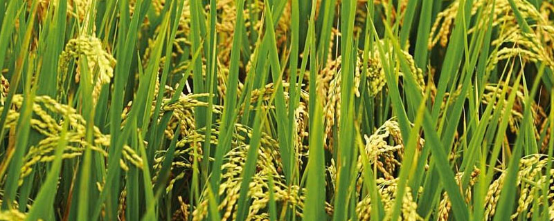 北坞公园水稻收割时间