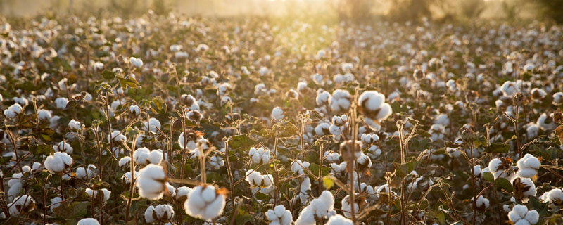 棉花怎么种产量高