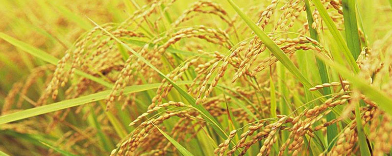 水稻的生长过程