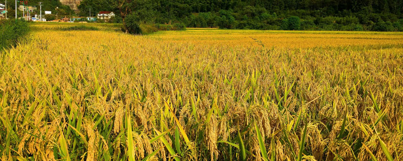 水稻丰收的季节