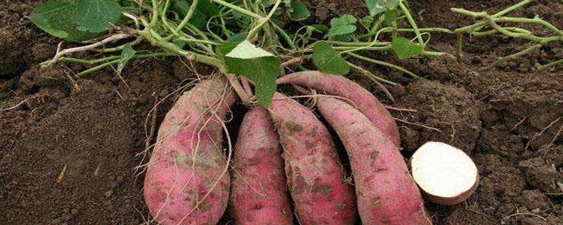 红薯栽植技术