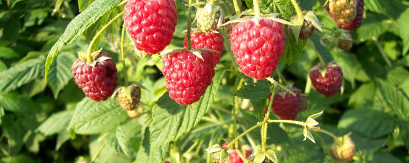 树莓亩产量多少斤