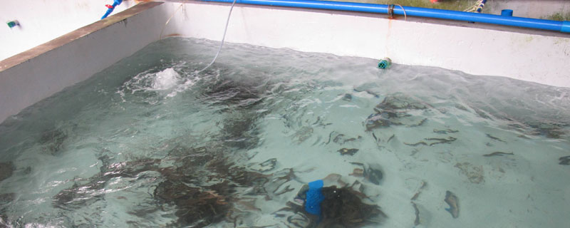 石斑鱼可以养殖吗