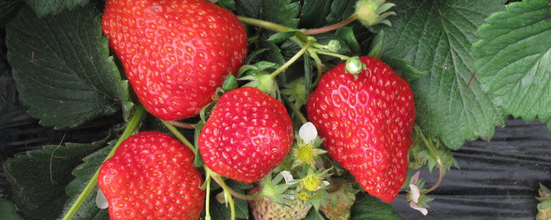 昌平草莓采摘几月份